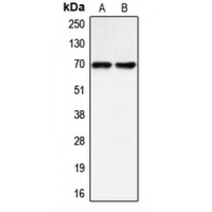 LifeSab™ BLNK Rabbit pAb (50 µl)