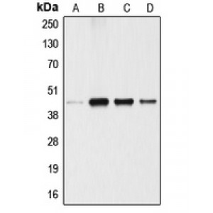 LifeSab™ ANGPTL4 Rabbit pAb (50 µl)