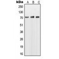 LifeSab™ NUB1 Rabbit pAb (50 µl)