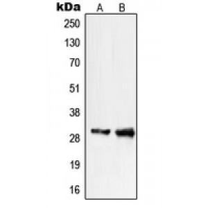 LifeSab™ PIGX Rabbit pAb (50 µl)