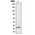 LifeSab™ PMEPA1 Rabbit pAb (50 µl)