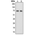 LifeSab™ SENP2 Rabbit pAb (50 µl)