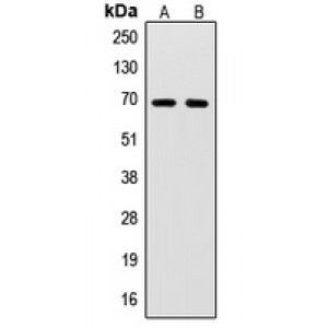 LifeSab™ SENP2 Rabbit pAb (50 µl)