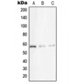 LifeSab™ STK33 Rabbit pAb (50 µl)