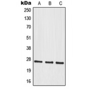 LifeSab™ MRPS34 Rabbit pAb (50 µl)