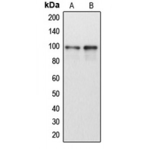 LifeSab™ DDX54 Rabbit pAb (50 µl)