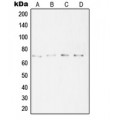 LifeSab™ SYT16 Rabbit pAb (50 µl)