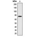 LifeSab™ DCLK3 Rabbit pAb (50 µl)