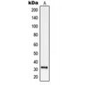 LifeSab™ ODC Rabbit pAb (50 µl)