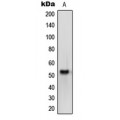 LifeSab™ Melanopsin Rabbit pAb (50 µl)