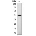 LifeSab™ Caspase 12 Rabbit pAb (50 µl)