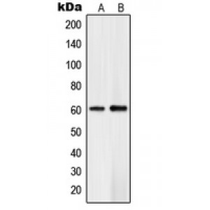 LifeSab™ PLK5 Rabbit pAb (50 µl)