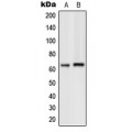 LifeSab™ GPK7 Rabbit pAb (50 µl)