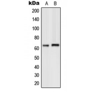 LifeSab™ GPK7 Rabbit pAb (50 µl)