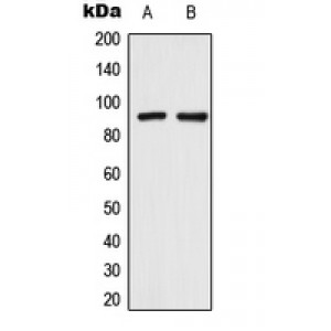 LifeSab™ TRPV3 Rabbit pAb (50 µl)