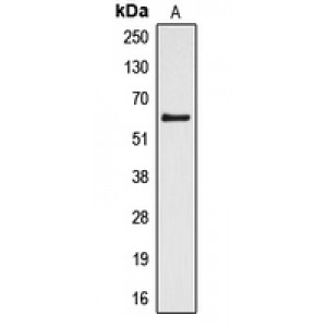 LifeSab™ Cytochrome P450 4Z1/2 Rabbit pAb (50 µl)