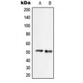 LifeSab™ SERINC2 Rabbit pAb (50 µl)