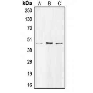 LifeSab™ BMP8A Rabbit pAb (50 µl)