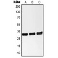 LifeSab™ NANOGP8 Rabbit pAb (50 µl)