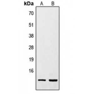 LifeSab™ Resistin Rabbit pAb (50 µl)