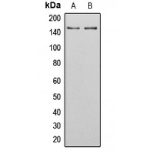 LifeSab™ SGK223 (pY413) Rabbit pAb (50 µl)