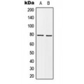 LifeSab™ BARD1 Rabbit pAb (50 µl)