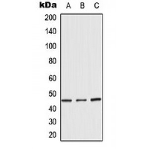 LifeSab™ BMP8B Rabbit pAb (50 µl)