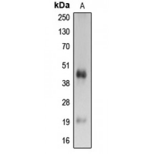 LifeSab™ Caspase 4 p20 Rabbit pAb (50 µl)