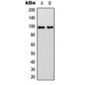 LifeSab™ LI Cadherin Rabbit pAb (50 µl)