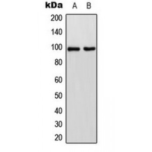 LifeSab™ LI Cadherin Rabbit pAb (50 µl)