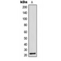 LifeSab™ Cathepsin G Rabbit pAb (50 µl)