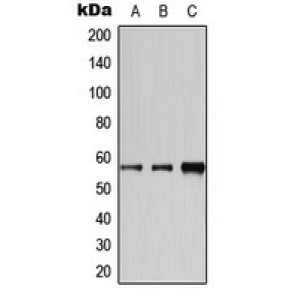 LifeSab™ Cytochrome P450 2A6 Rabbit pAb (50 µl)