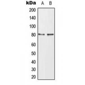 LifeSab™ TAU (pT498) Rabbit pAb (50 µl)