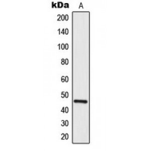 LifeSab™ MNDA Rabbit pAb (50 µl)