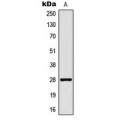 LifeSab™ CD90 Rabbit pAb (50 µl)