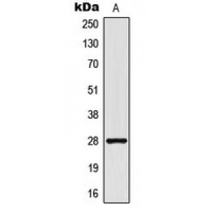 LifeSab™ CD90 Rabbit pAb (50 µl)