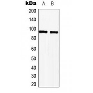 LifeSab™ TLE2 Rabbit pAb (50 µl)