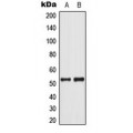 LifeSab™ p53 (pS37) Rabbit pAb (50 µl)