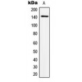 LifeSab™ TRPS1 Rabbit pAb (50 µl)