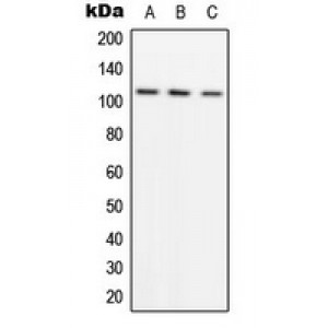 LifeSab™ ADAMTS1 Rabbit pAb (50 µl)