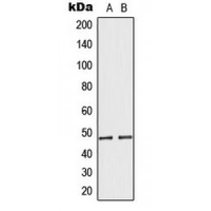 LifeSab™ MRPS27 Rabbit pAb (50 µl)