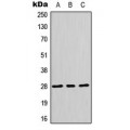 LifeSab™ HES6 Rabbit pAb (50 µl)