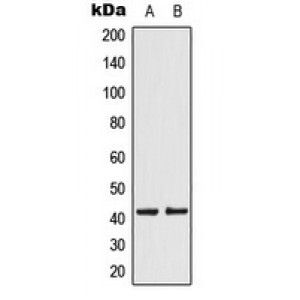 LifeSab™ KCNK15 Rabbit pAb (50 µl)