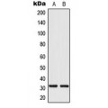 LifeSab™ MRPL24 Rabbit pAb (50 µl)