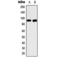 LifeSab™ ITPKC Rabbit pAb (50 µl)