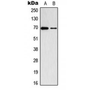 LifeSab™ ADCK2 Rabbit pAb (50 µl)