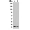 LifeSab™ MRPL21 Rabbit pAb (50 µl)