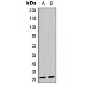 LifeSab™ MRPL21 Rabbit pAb (50 µl)