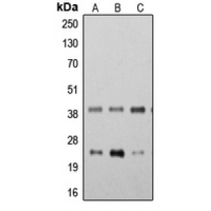 LifeSab™ STING Rabbit pAb (50 µl)