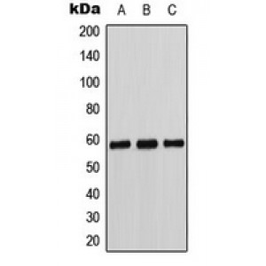 LifeSab™ Cytochrome P450 11B1/2 Rabbit pAb (50 µl)